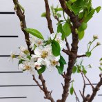 Mini hruška nízkokmenná (Pyrus communis) ´GARDEN PEARL´® - jesenná, výška 60-90 cm, kont. C5L